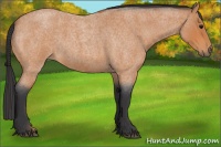 Horse Color:Bay Roan 