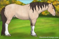 Horse Color:Amber Champagne Roan 