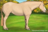 Horse Color:Gold Champagne 
