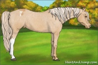 Horse Color:Palomino Blanket 