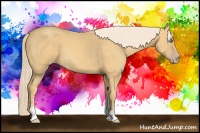 Horse Color:Gold Cream Champagne Sabino 