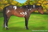 Horse Color:White Spotted Brown 