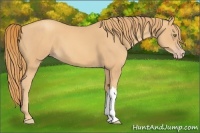 Horse Color:Gold Champagne