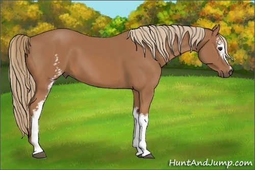 Horse Color: White Spotted Chestnut 
