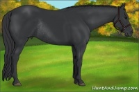 Horse Color:Black Rabicano 