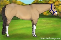Horse Color:Buckskin Dun 