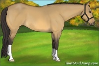 Horse Color:Buckskin Dun 