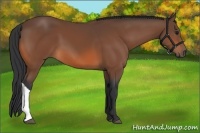 Horse Color:Bay 