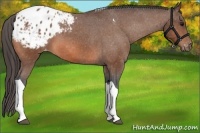 Horse Color:Bay Tobiano Blanket 