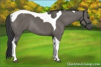 Horse Color:Grullo Tobiano Rabicano