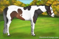 Horse Color:Brown Splash Tobiano 