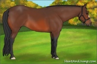 Horse Color:Brown 