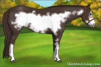 Horse Color:Liver Chestnut Frame 