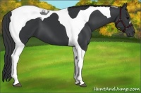 Horse Color:Black Tobiano 