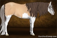 Horse Color:Amber Champagne Splash 
