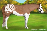Horse Color:Chestnut Splash Appaloosa 