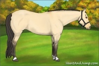 Horse Color:Buckskin Dun 