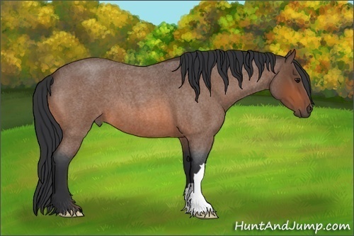 Horse Color: Bay Roan 