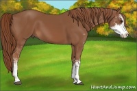 Horse Color:Chestnut Sabino