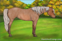 Horse Color:Silver Bay Roan 