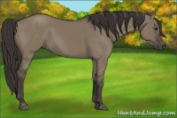 Horse Color:Smoky Grullo 