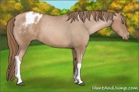 Horse Color:Liver Chestnut Pearl Appaloosa