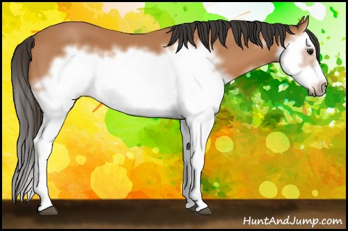 Horse Color: Bay Splash Frame 