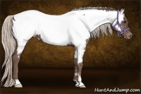 Horse Color:Silver Black Appaloosa 