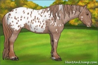 Horse Color:White Spotted Chestnut Blanket 