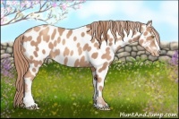 Horse Color:Gold Champagne Sabino Near Leopard 