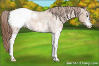 Horse Color:White Spotted Red Dun Snowcap 
