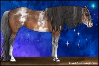 Horse Color:White Spotted Bay 