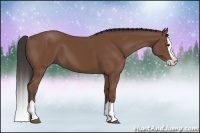 Horse Color:Bay Splash 