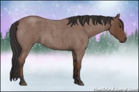 Horse Color:Bay Roan 