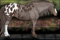 Horse Color:Liver Chestnut Appaloosa 