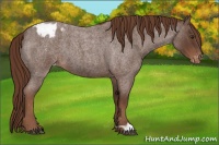 Horse Color:Liver Red Roan Appaloosa 