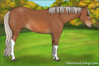 Horse Color:Silver Bay 