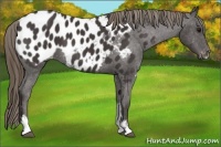 Horse Color:Smoky Black Sabino Appaloosa Rabicano