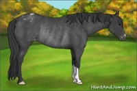 Horse Color:Black Appaloosa Rabicano 