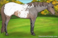 Horse Color:Buckskin Sabino Snowcap Rabicano 
