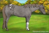 Horse Color:Smoky Black Appaloosa 