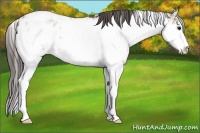 Horse Color:Brown Sabino Blanket Rabicano 