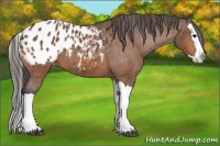 Horse Color:Bay Splash Appaloosa 