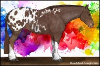 Horse Color:Liver Chestnut Blanket Rabicano 