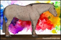 Horse Color:Liver Red Dun Sabino Appaloosa 