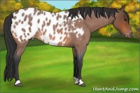 Horse Color:Bay Roan Near Leopard 