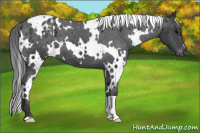 Horse Color:White Spotted Black Blanket 