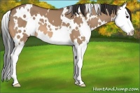 Horse Color:White Spotted Bay Dun Splash 