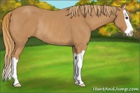 Horse Color:Chestnut Splash Rabicano 