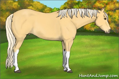 Horse Color: Unknown 